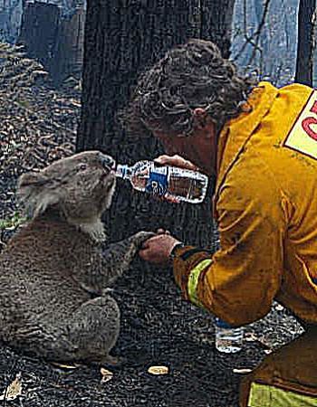 Sam the koala drinking after the bushfires